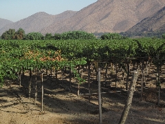   Zoom : Les vignobles du Chili ont été initiés par les espagnols  