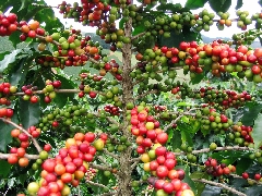   Zoom : Le caféier à maturation au Guatemala  
