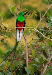   Zoom : L'oiseau quetzal est l'emblème national du Guatemala  
